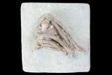 Crinoid Crown (Agaricocrinus) Fossil - Crawfordsville, Indiana #99921-1